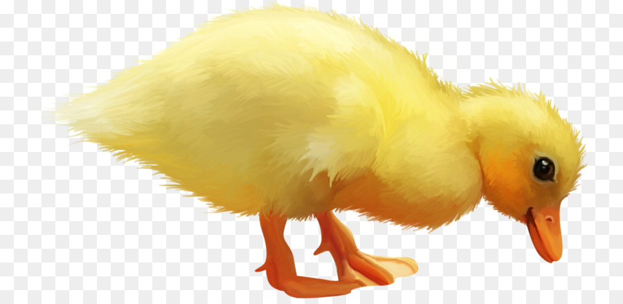 Pato，Amarillo PNG