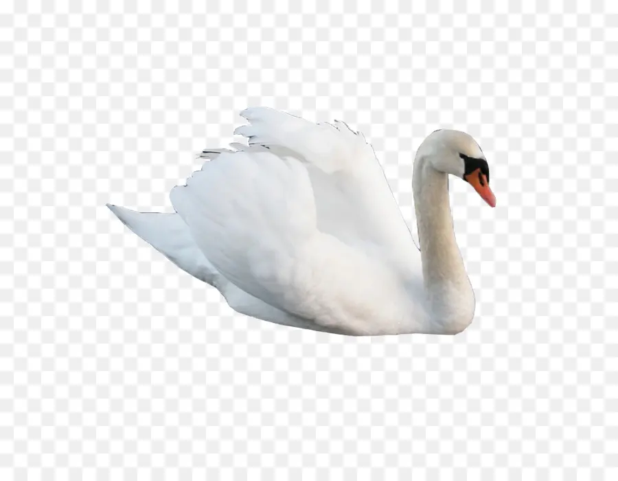 Cygnini，Ganso De Cisne PNG