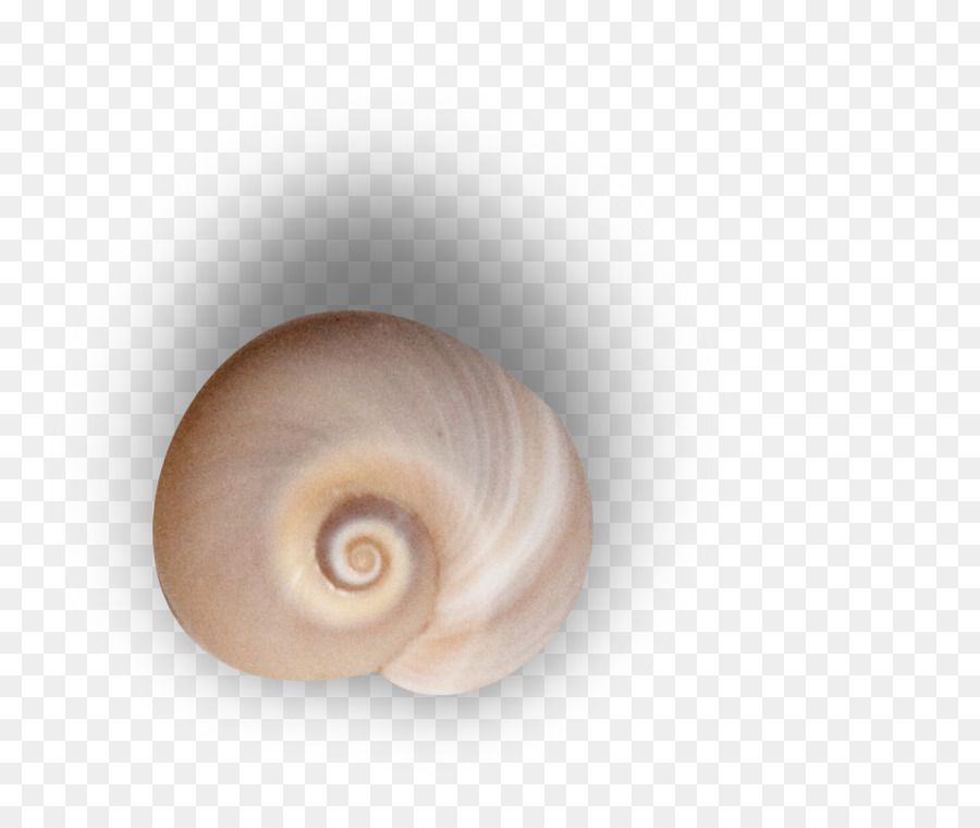 Caracol，Conchology PNG