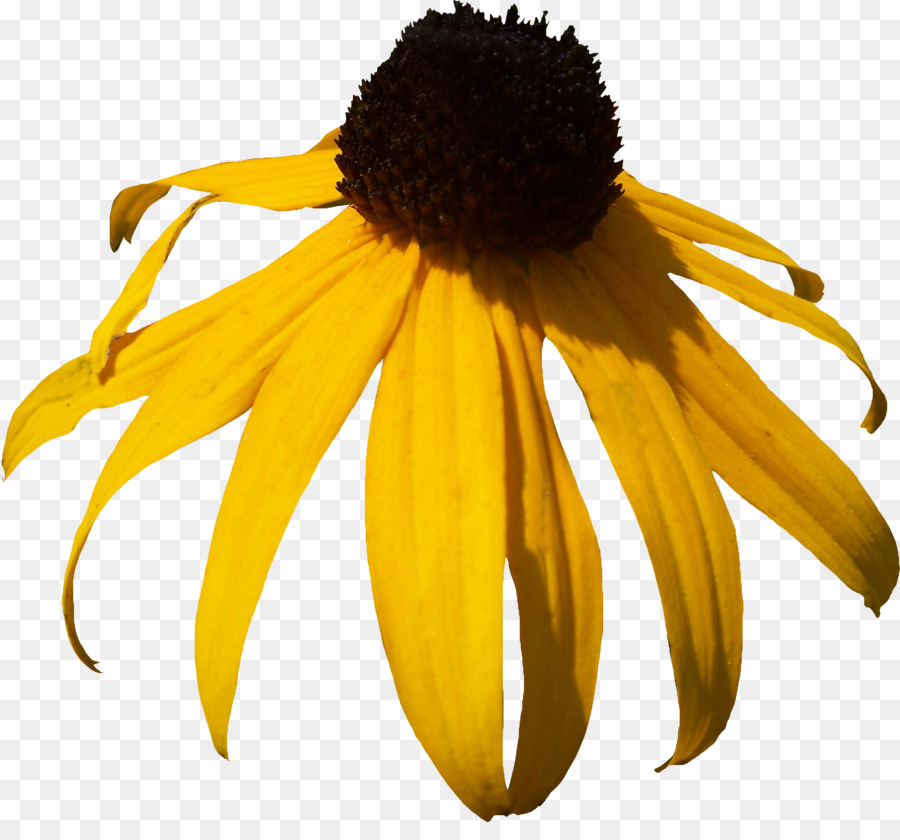 Blackeyed Susan，Margarita Común PNG