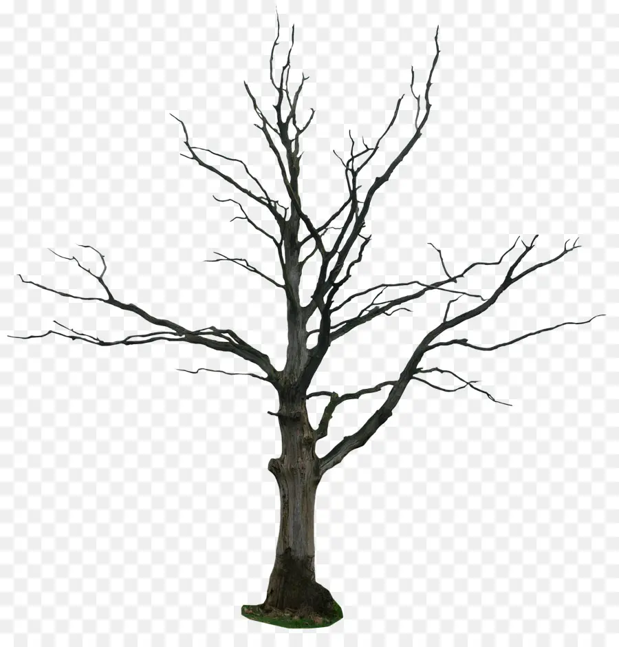 árbol，Dibujo PNG