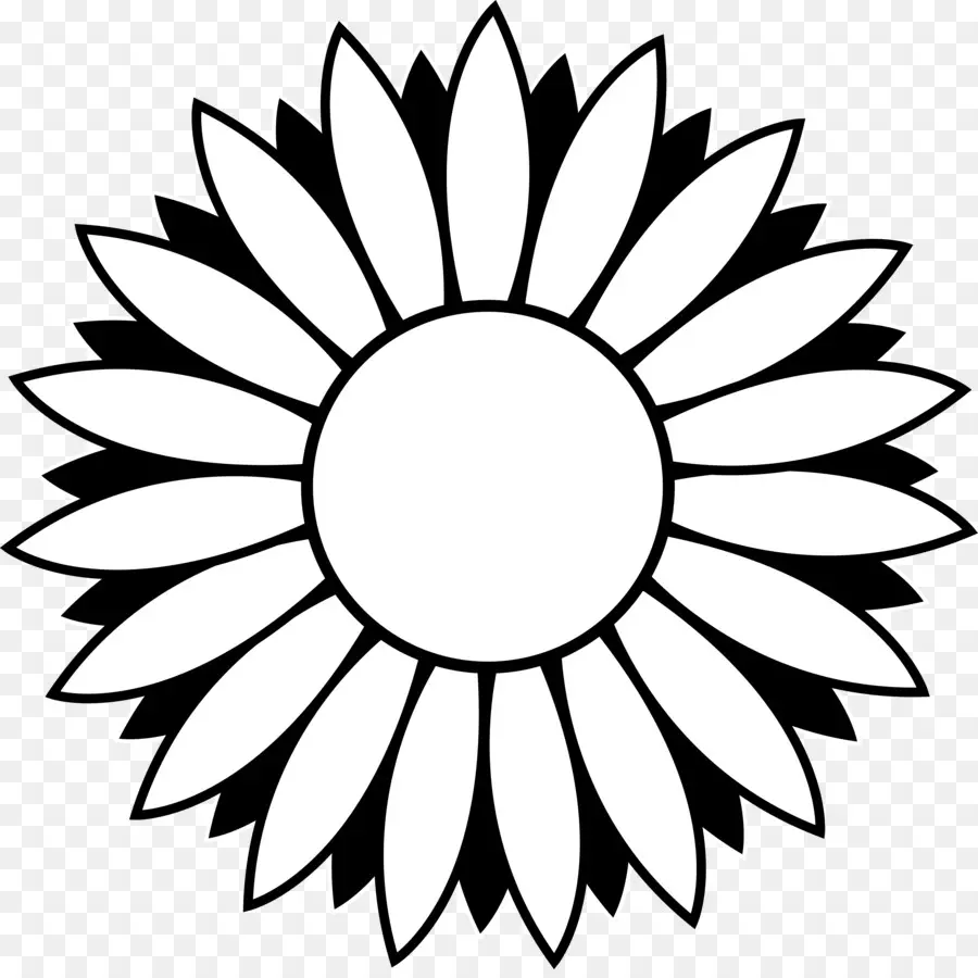 En Blanco Y Negro，Girasol Común PNG