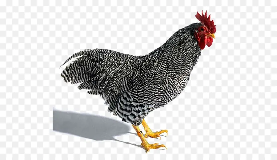 Gallina Y Pollito，Aves De Corral PNG