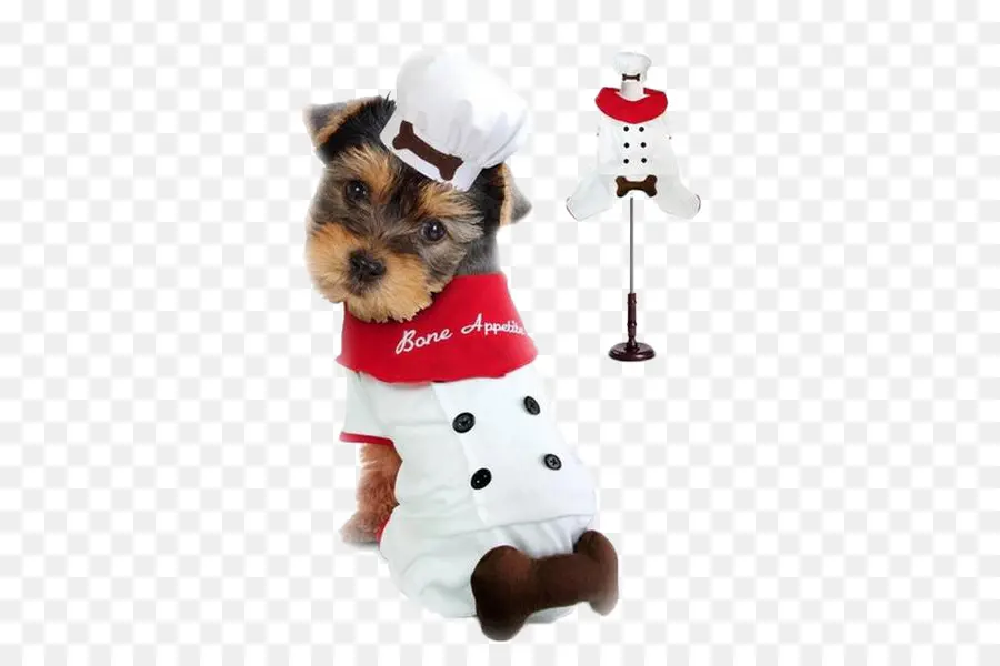 Perro Disfrazado De Chef，Cachorro PNG