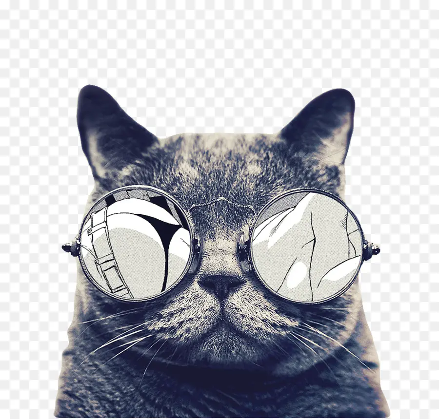 Gato，Gafas De Sol PNG