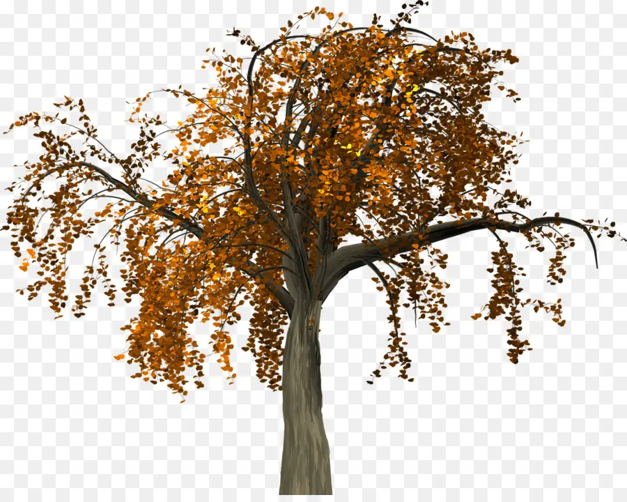 Árbol，Hojas PNG