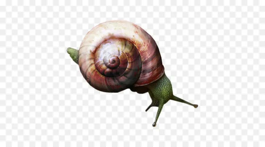 Caracol，Ortogastropoda PNG