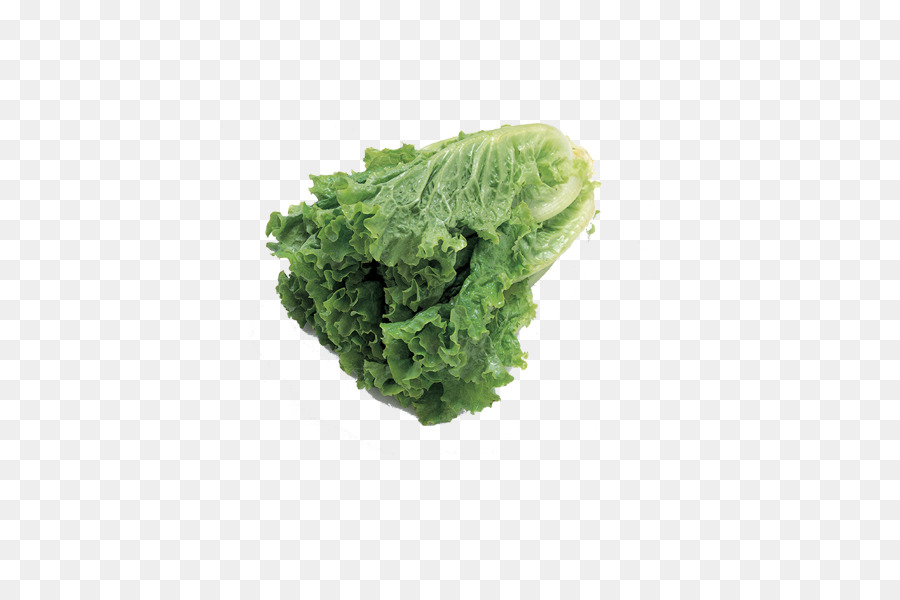 Lechuga，Frondoso PNG