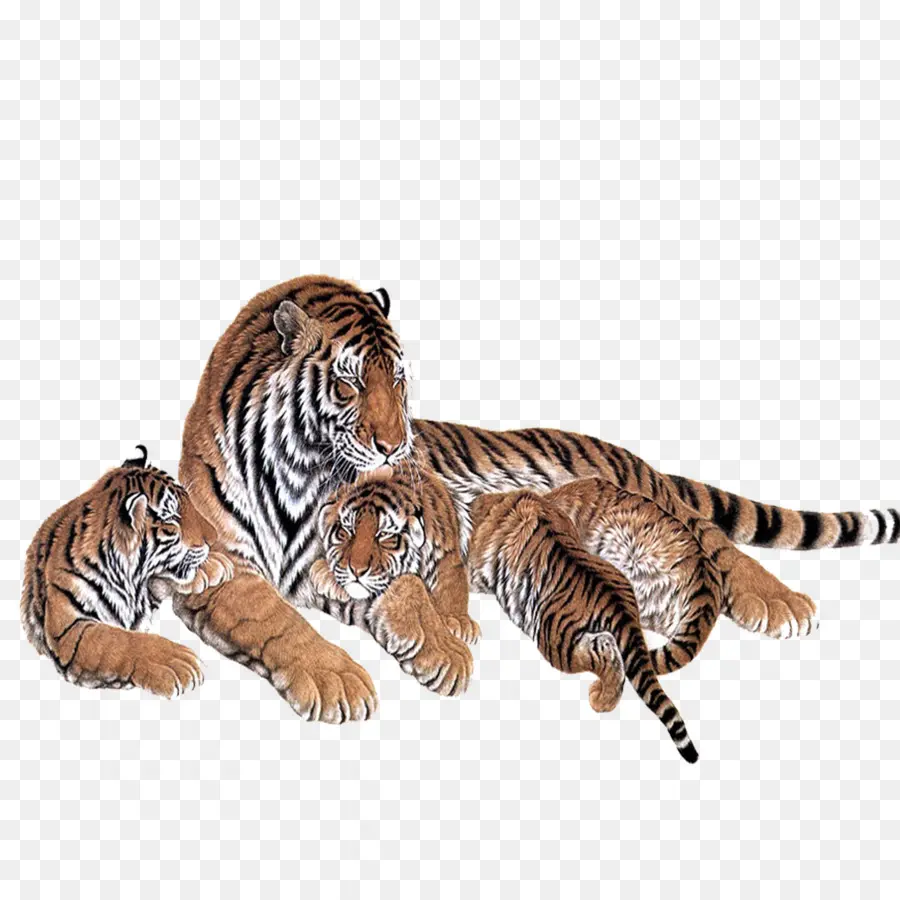 Tigre Siberiano，Cuadro PNG