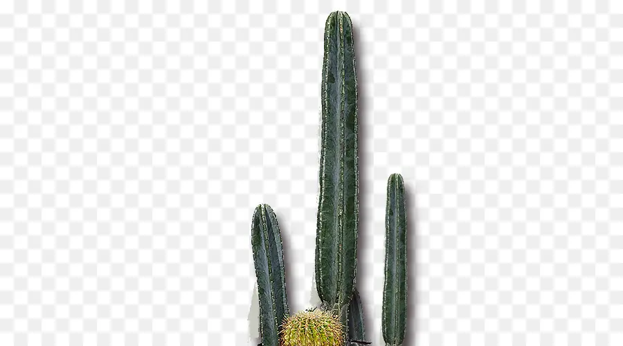 Cactus San Pedro，Barbary Fig PNG