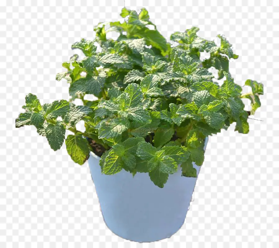 Planta De Menta，Hierba PNG