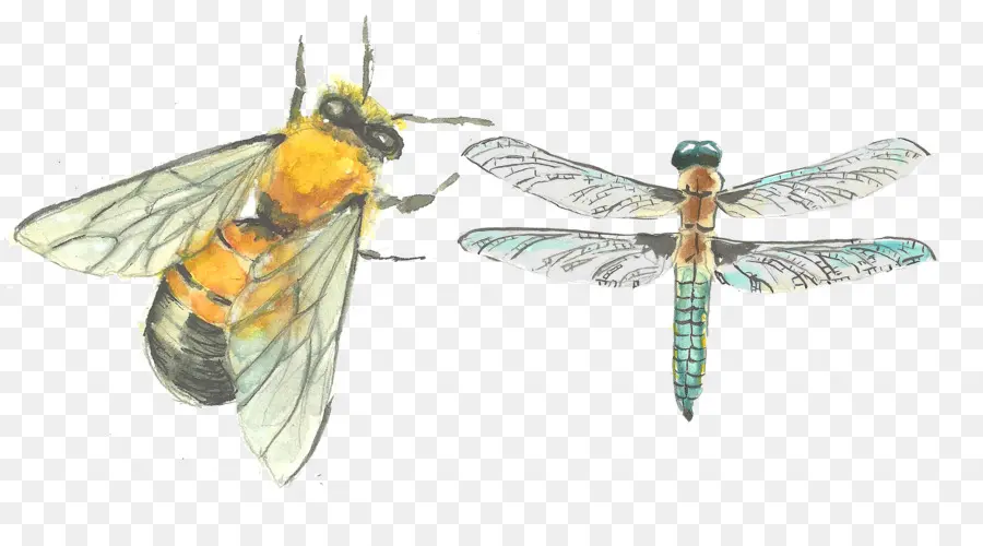 Abeja Y Libélula，Alas PNG