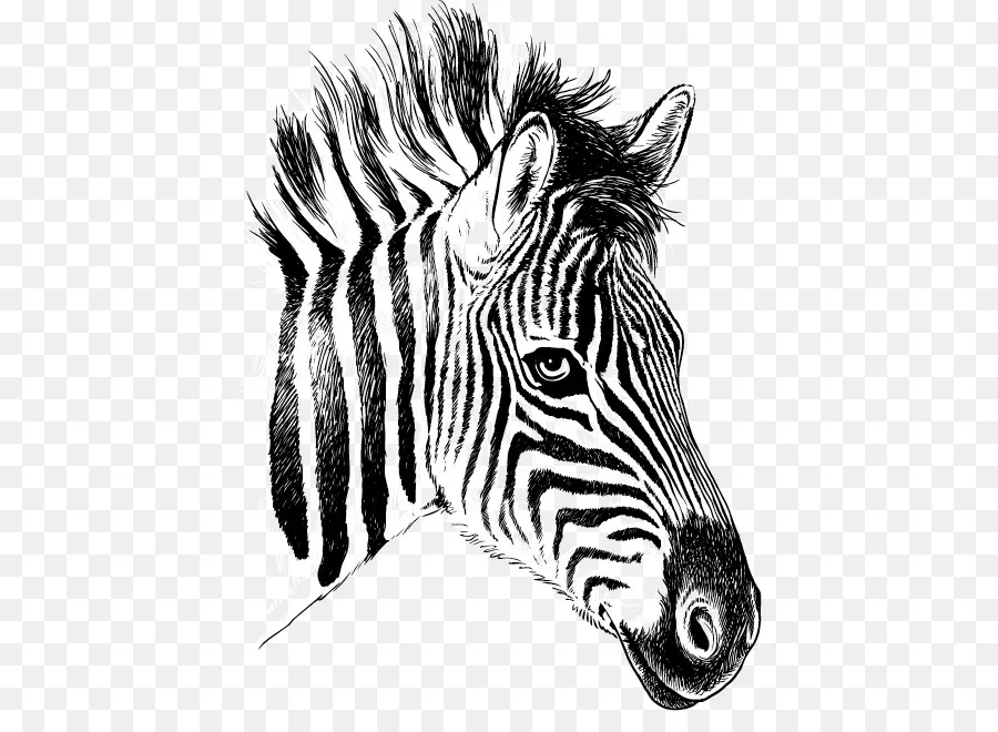 Quagga，Zebra PNG