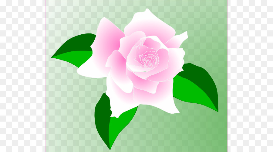 Rosa，Royaltyfree PNG