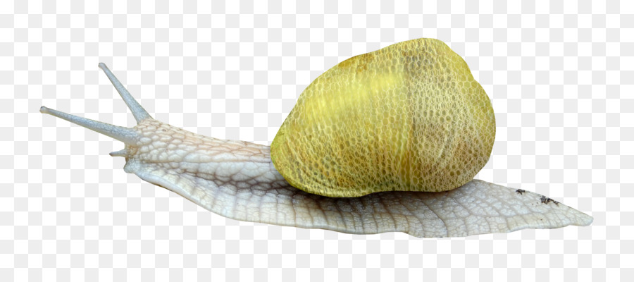 Caracol，Orthogastropoda PNG