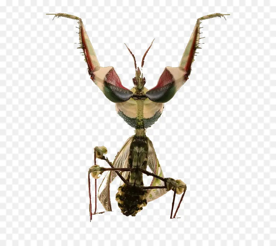 Mantis，Orando PNG