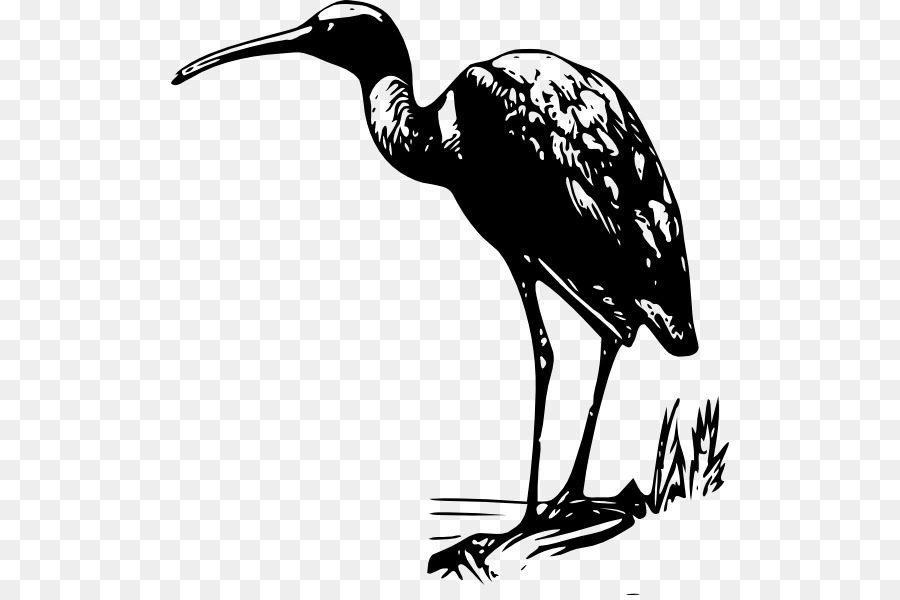 Ibis，El Morito PNG