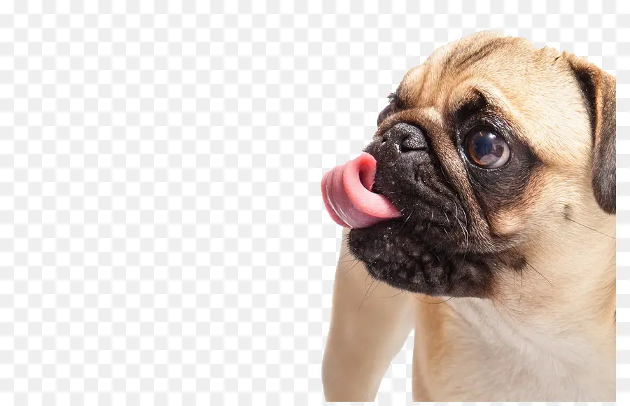 Pug，Bulldog PNG