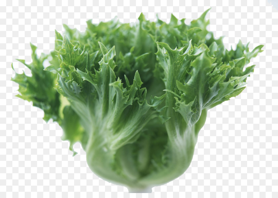 Lechuga，Vinagreta PNG