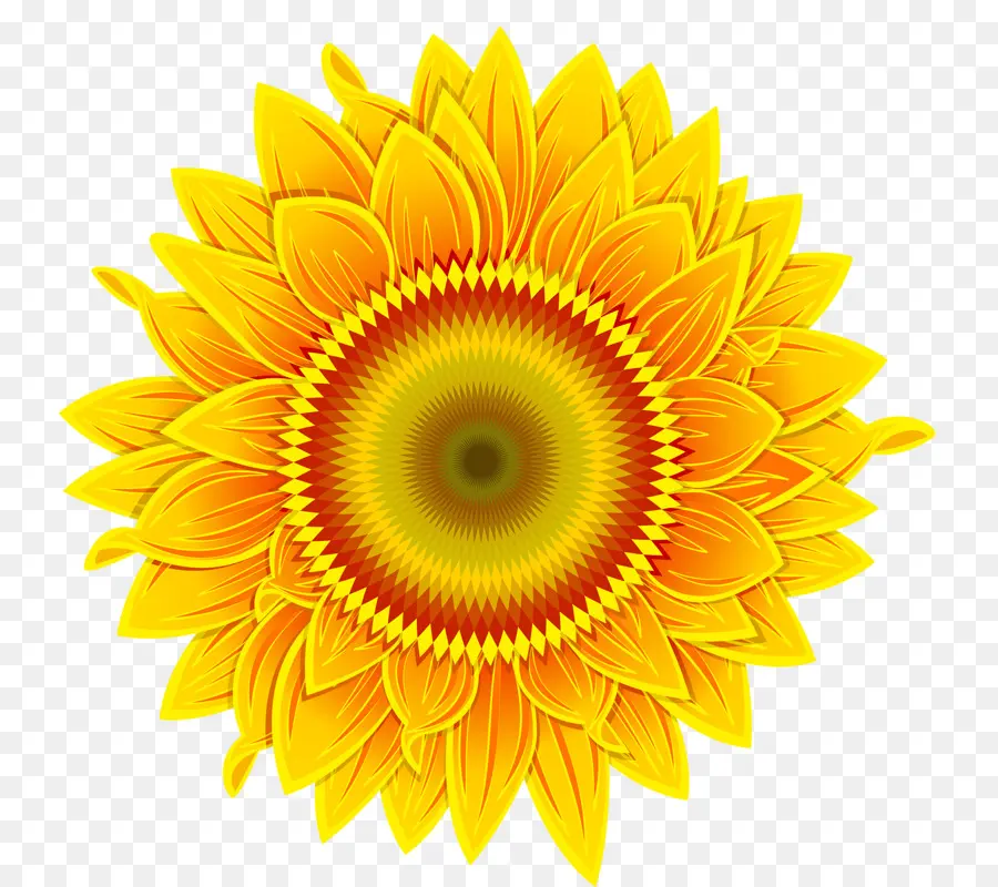 Común De Girasol，Flor PNG