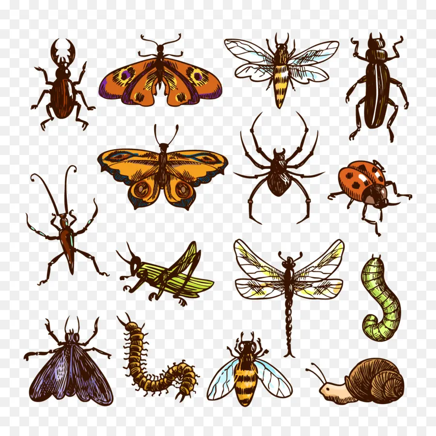 Insectos，Entomología PNG