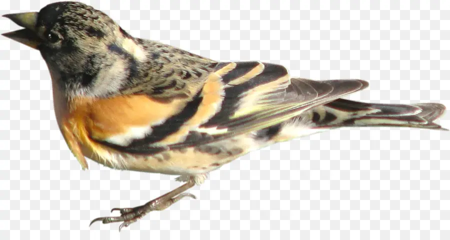 Pájaro，Pinzón PNG