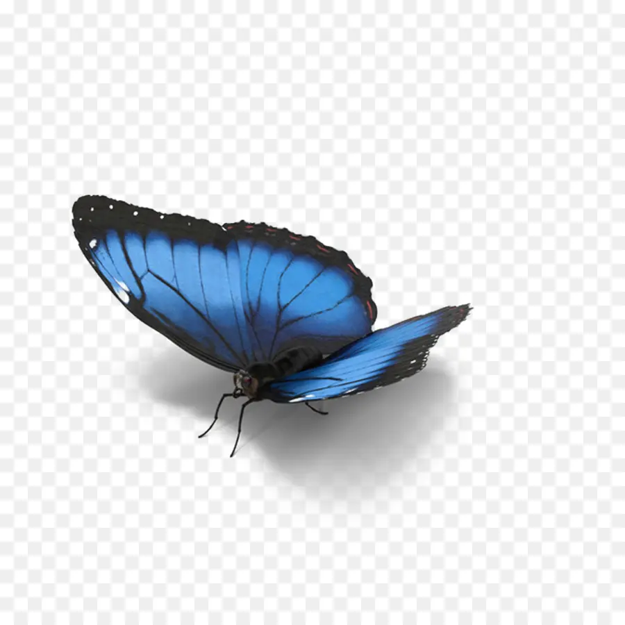 Mariposa Azul，Alas PNG