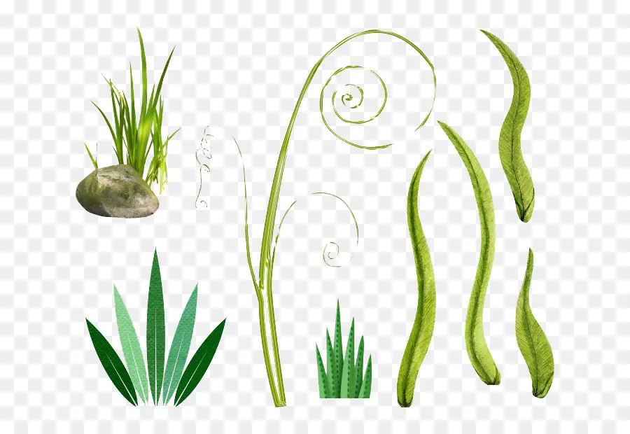 Plantas Verdes，Hojas PNG