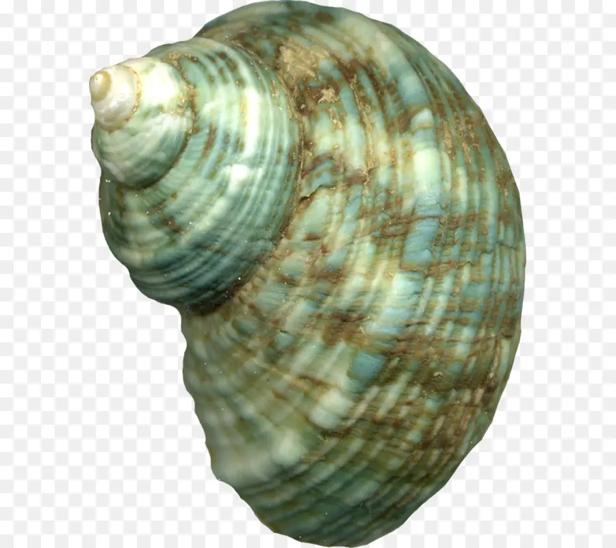 Berberecho，Caracol De Mar PNG