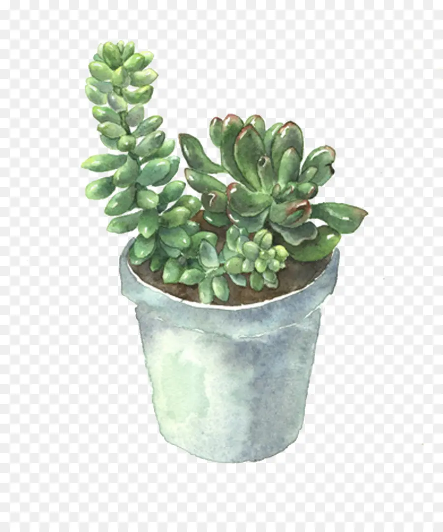 Planta Suculenta，Maceta PNG