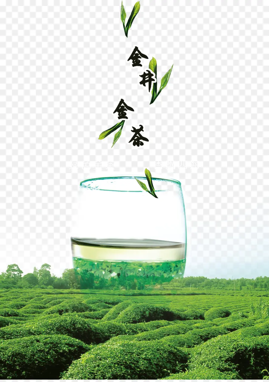 Té，Hojas PNG