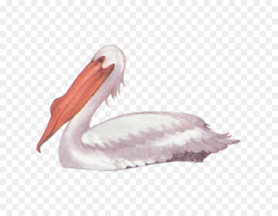 Pájaro，Pelican PNG