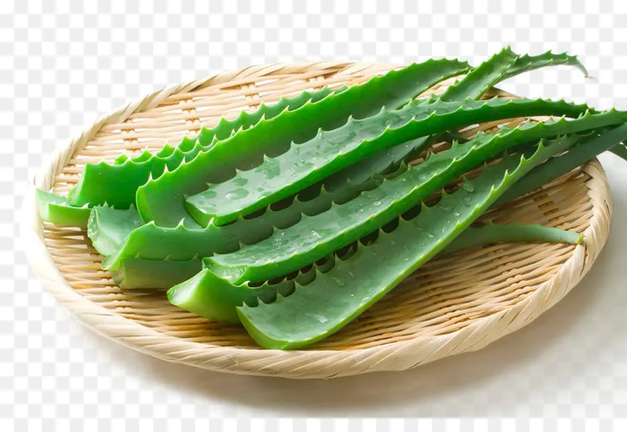 Aloe Vera，Aloe Polyphylla PNG