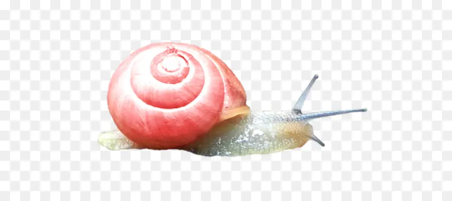 Caracol，Escargot PNG