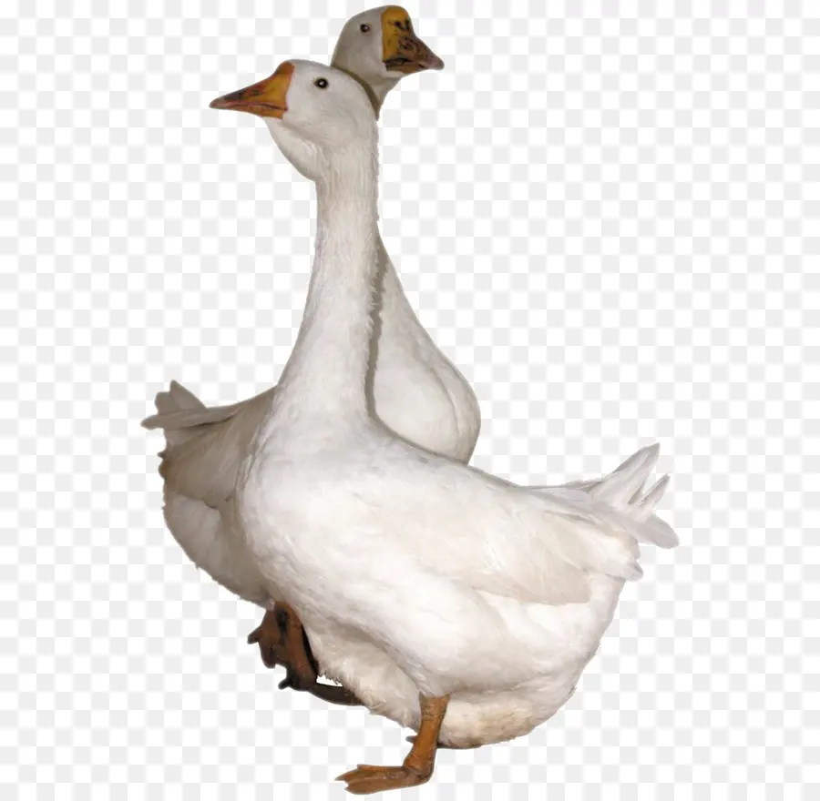 Ganso，Pato PNG