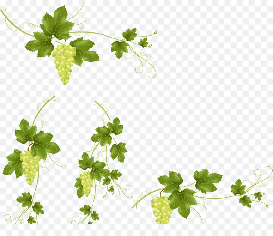 Uvas，Enredadera PNG