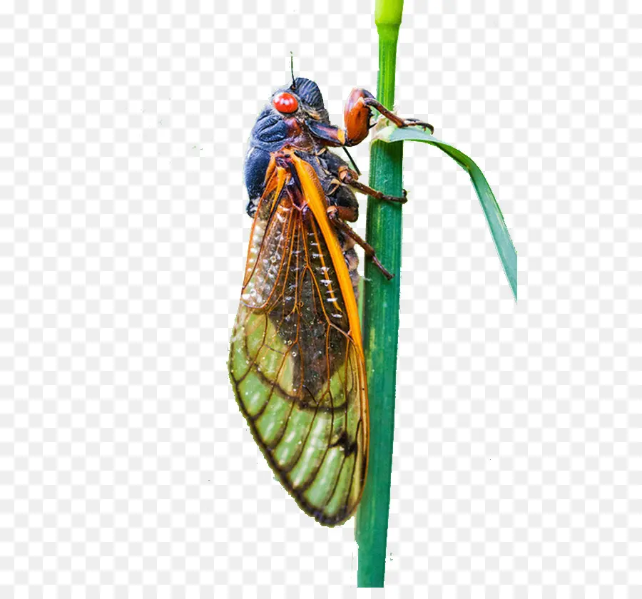 Cigarra，Naturaleza PNG