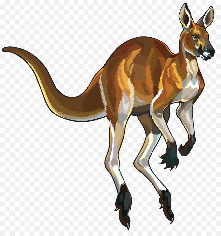 Canguro，Marsupial PNG