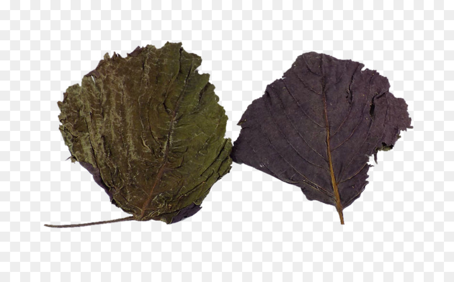 Hoja，Beefsteakplant PNG