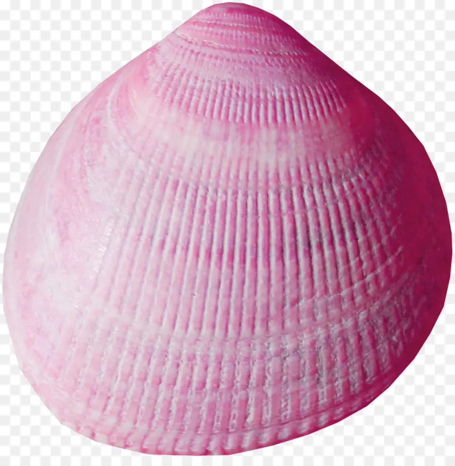 Concha，Rosa PNG