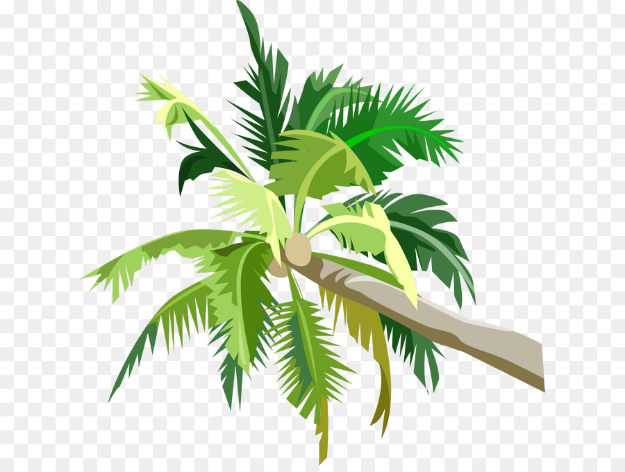 Palmera，Coco PNG