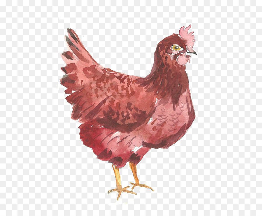 Pollo，Postscript Encapsulado PNG