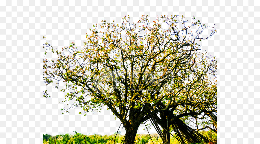 Árbol，Sucursales PNG