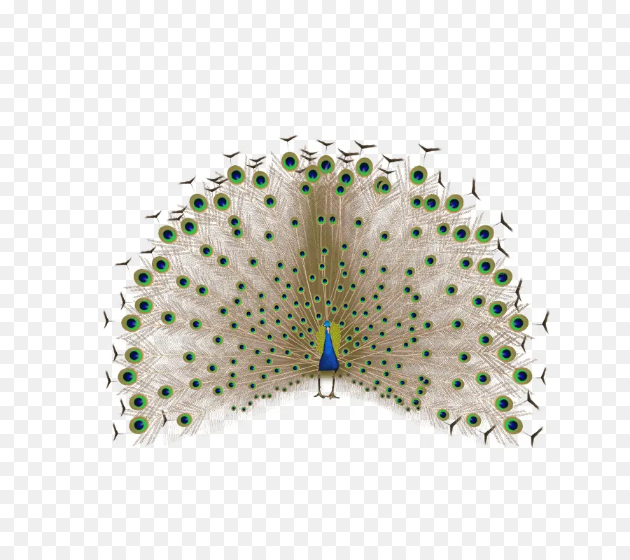 Pluma，Pavo Real PNG