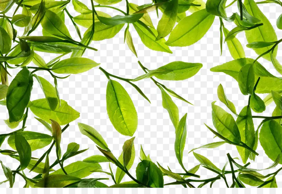 Hojas Verdes，Naturaleza PNG