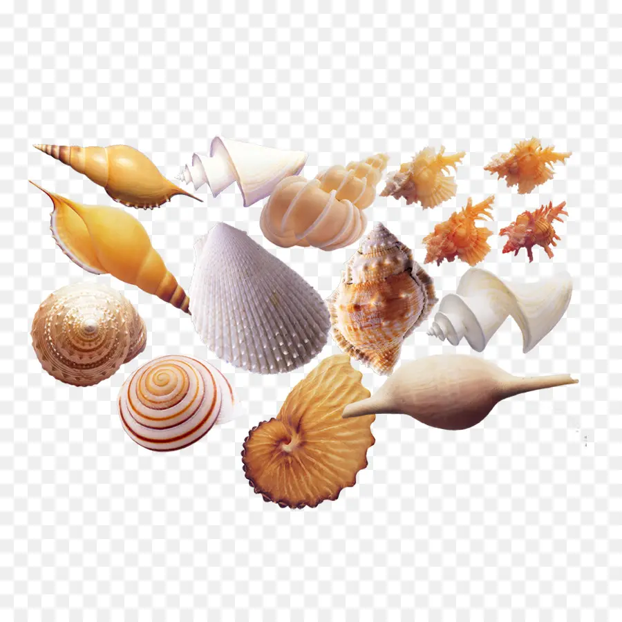 Mariscos，Caracol De Mar PNG