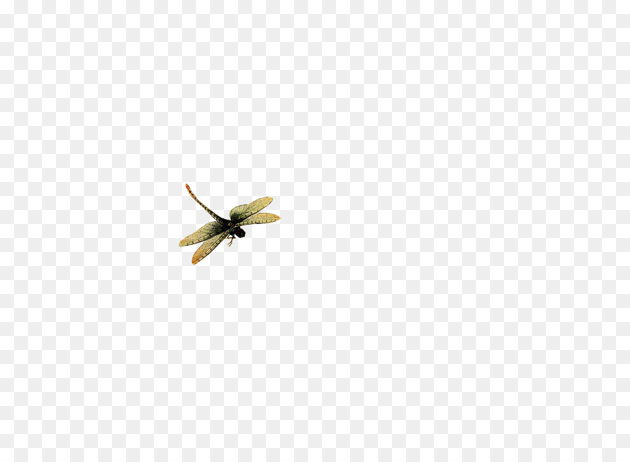 Los Insectos，Amarillo PNG