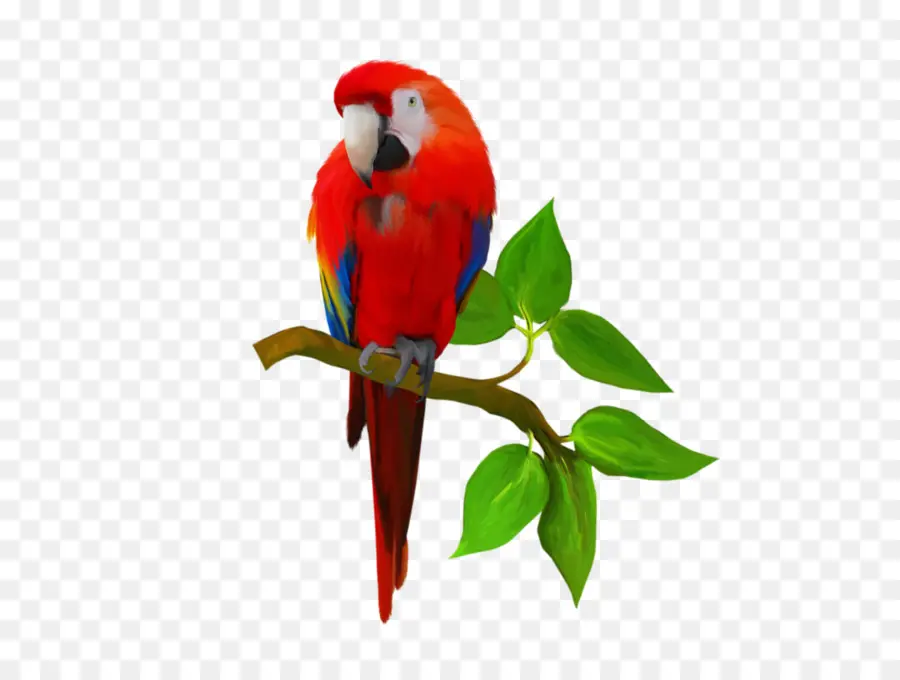 Loro，Rama PNG