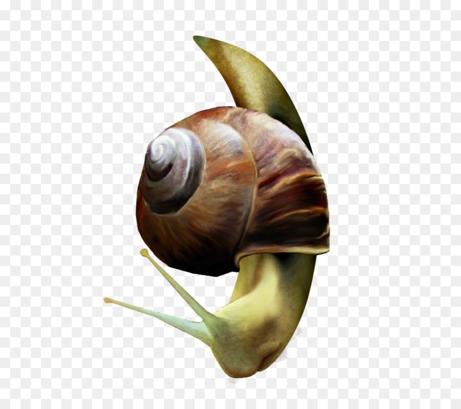 Caracol，Caparazón PNG