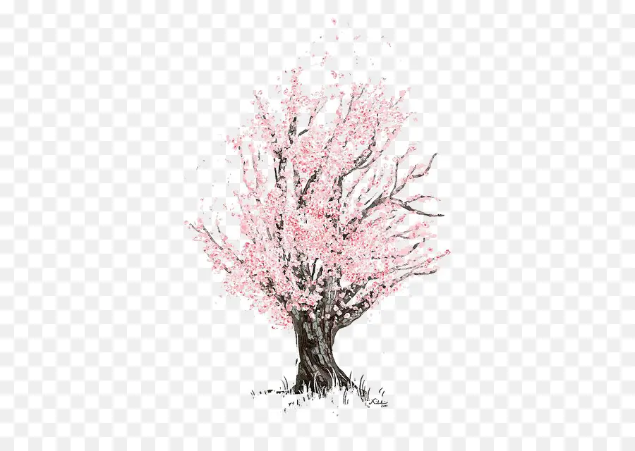 De Los Cerezos En Flor，Dibujo PNG